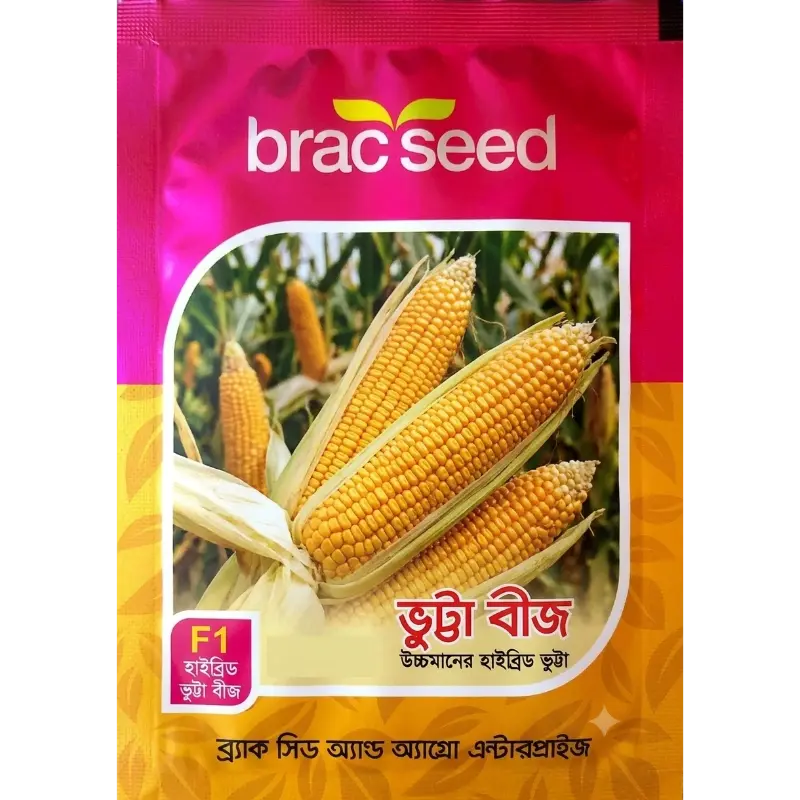 Maize Seed