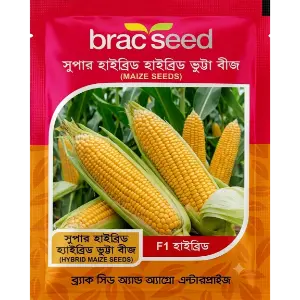 Hybrid Maize Seed